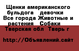 Щенки американского бульдога ( девочки) - Все города Животные и растения » Собаки   . Тверская обл.,Тверь г.